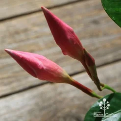 Mandevilla All Season Pink -NatureNest Shop apo all season pink buds 2