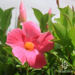 Mandevilla All Season Pink -NatureNest Shop apo all season pink colour