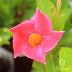 Mandevilla All Season Pink -NatureNest Shop apo all season pink flower