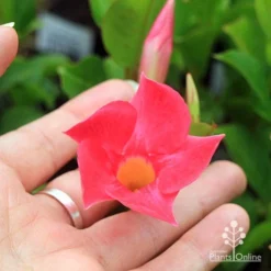 Mandevilla All Season Pink -NatureNest Shop apo all season pink flower size
