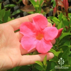 Mandevilla All Season Pink -NatureNest Shop apo all season pink size