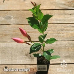 Mandevilla All Season Pink -NatureNest Shop apo all season pink tubestock top