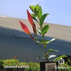 Mandevilla All Season Pink -NatureNest Shop apo all season pink tubestock with buds