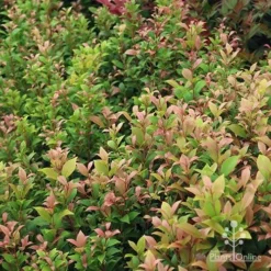 Acmena Allyn Magic 13 Acmena Allyn Magic -NatureNest Shop apo allyn magic green pink phase