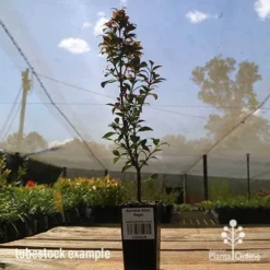 Acmena Allyn Magic 19 Acmena Allyn Magic -NatureNest Shop apo allyn magic tubestoc kside