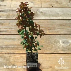 Acmena Allyn Magic 12 Acmena Allyn Magic -NatureNest Shop apo allyn magic tubestock