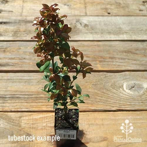 Acmena Allyn Magic 3 Acmena Allyn Magic - Image 3