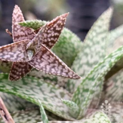 Aloe Quicksilver - Succulent -NatureNest Shop apo aloe quicksilver colours
