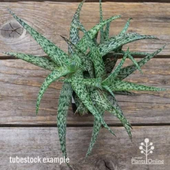 Aloe Quicksilver - Succulent -NatureNest Shop apo aloe quicksilver green top