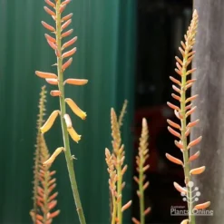 Aloe Vera - Succulent 22 Aloe Vera - Succulent -NatureNest Shop apo aloe vera buds