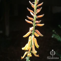 Aloe Vera - Succulent 25 Aloe Vera - Succulent -NatureNest Shop apo aloe vera flower sun