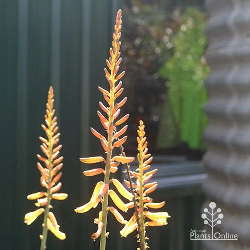 Aloe Vera - Succulent 4 Aloe Vera - Succulent - Image 4