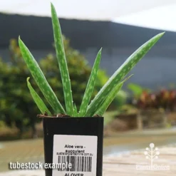Aloe Vera - Succulent 20 Aloe Vera - Succulent -NatureNest Shop apo aloe vera tubestock