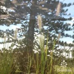 Pennisetum Alopecuroides - Swamp Fountain Grass 19 Pennisetum Alopecuroides - Swamp Fountain Grass -NatureNest Shop apo alopecuroides in nursery2