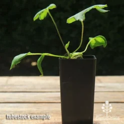 Anemone Fall In Love Sweetly- Japanese Anemone -NatureNest Shop apo anemone fall in love tubestock