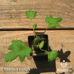 Anemone Fall In Love Sweetly- Japanese Anemone -NatureNest Shop apo anemone fall in love tubestock top