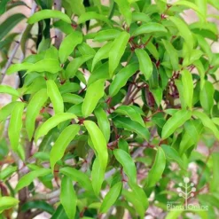 Backhousia Anisata - Aniseed Myrtle 12 Backhousia Anisata - Aniseed Myrtle -NatureNest Shop apo anisata foliage