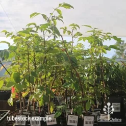 Burdekin Plum - Pleiogynium -NatureNest Shop apo april burdekin