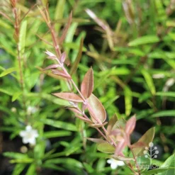 Austromyrtus Blush - Pink Midgem Berry -NatureNest Shop apo austromyrtus blush leaf colour