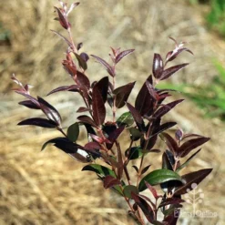 Austromyrtus Dulcis - Midgem Berry 35 Austromyrtus Dulcis - Midgem Berry -NatureNest Shop apo austromyrtus dulcis maroon new leaf