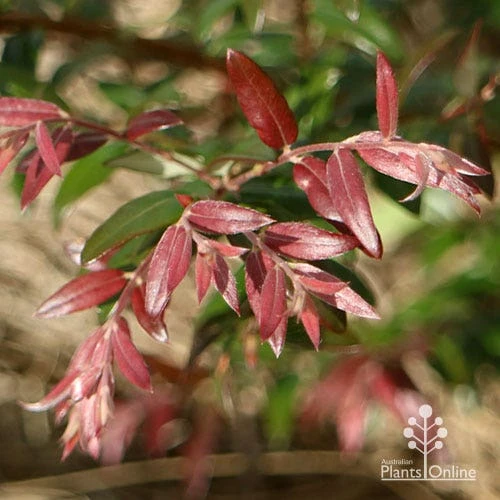 Austromyrtus Dulcis - Midgem Berry 2 Austromyrtus Dulcis - Midgem Berry - Image 2