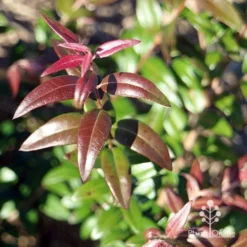 Austromyrtus Dulcis - Midgem Berry 36 Austromyrtus Dulcis - Midgem Berry -NatureNest Shop apo austromyrtus dulcis winter colours