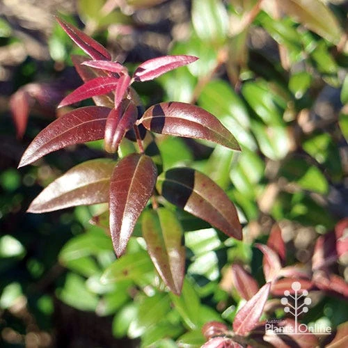 Austromyrtus Dulcis - Midgem Berry 17 Austromyrtus Dulcis - Midgem Berry - Image 17