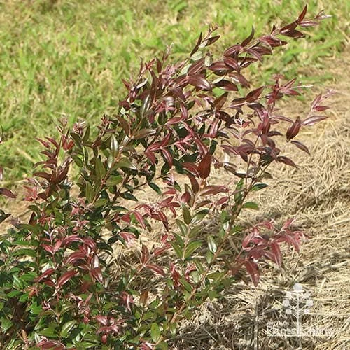 Austromyrtus Dulcis - Midgem Berry 19 Austromyrtus Dulcis - Midgem Berry - Image 19