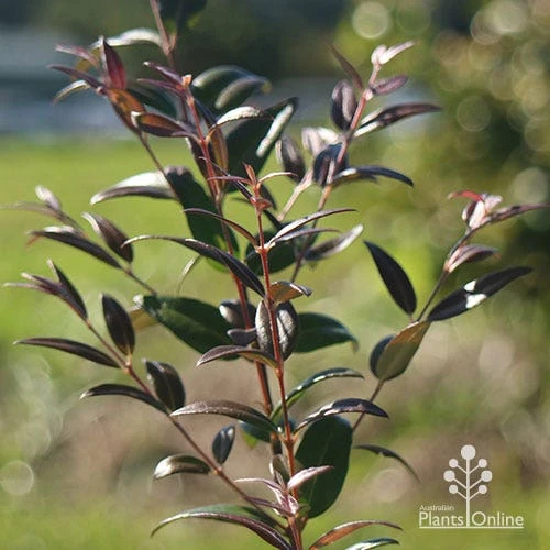 Austromyrtus Dulcis - Midgem Berry 20 Austromyrtus Dulcis - Midgem Berry - Image 20