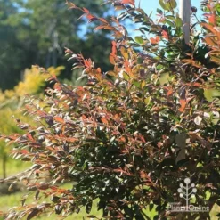 Austromyrtus Dulcis - Midgem Berry 25 Austromyrtus Dulcis - Midgem Berry -NatureNest Shop apo austromyrtus dulcis winter 1