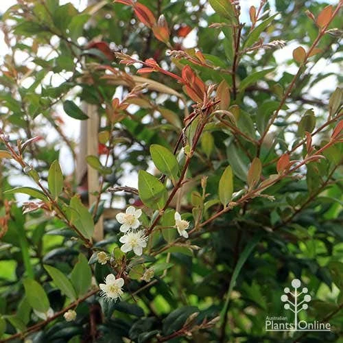 Austromyrtus Dulcis - Midgem Berry 9 Austromyrtus Dulcis - Midgem Berry - Image 9