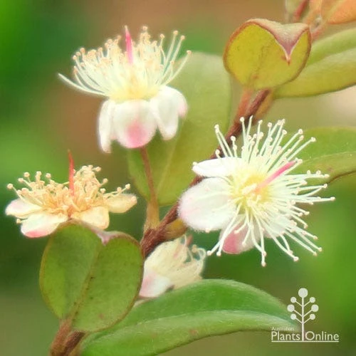 Austromyrtus Dulcis - Midgem Berry 4 Austromyrtus Dulcis - Midgem Berry - Image 4