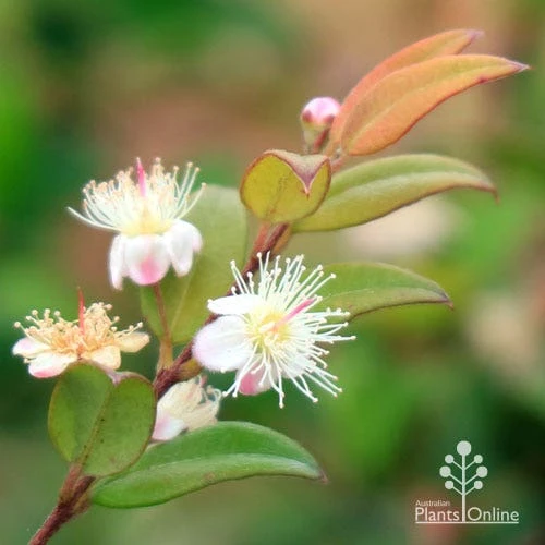 Austromyrtus Dulcis - Midgem Berry 15 Austromyrtus Dulcis - Midgem Berry - Image 15