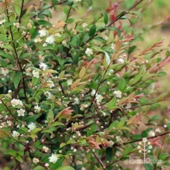Austromyrtus Dulcis - Midgem Berry 27 Austromyrtus Dulcis - Midgem Berry -NatureNest Shop apo austromyrtus midgem berry nursery