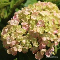 Hydrangea Ayesha 18 Hydrangea Ayesha -NatureNest Shop apo ayesha hydrangea buds