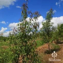 Backhousia Anisata - Aniseed Myrtle 14 Backhousia Anisata - Aniseed Myrtle -NatureNest Shop apo backhousia anisata habit