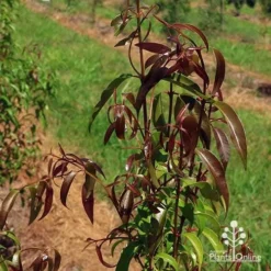 Backhousia Anisata - Aniseed Myrtle 13 Backhousia Anisata - Aniseed Myrtle -NatureNest Shop apo backhousia anisata leaf colour
