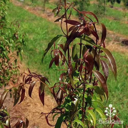 Backhousia Anisata - Aniseed Myrtle 4 Backhousia Anisata - Aniseed Myrtle - Image 4