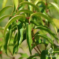Backhousia Anisata - Aniseed Myrtle 16 Backhousia Anisata - Aniseed Myrtle -NatureNest Shop apo backhousia anisata leaves