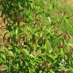 Backhousia Anisata - Aniseed Myrtle 18 Backhousia Anisata - Aniseed Myrtle -NatureNest Shop apo backhousia anisata new leaves