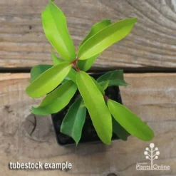 Backhousia Anisata - Aniseed Myrtle 19 Backhousia Anisata - Aniseed Myrtle -NatureNest Shop apo backhousia anisata tubestock top