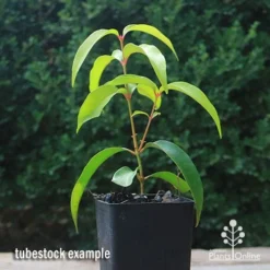 Backhousia Anisata - Aniseed Myrtle 15 Backhousia Anisata - Aniseed Myrtle -NatureNest Shop apo backhousia anisata tubestock2