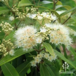 Backhousia Citriodora - Lemon Myrtle -NatureNest Shop apo backhousia lemon myrtle