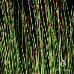 Baloskion - Tassel Cord Rush -NatureNest Shop apo baloskion banding