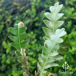 Banksia Blechnifolia -NatureNest Shop apo banksia blechnifolia tubestock close