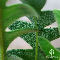 Banksia Blechnifolia -NatureNest Shop apo banksia blechnifolia under leaf