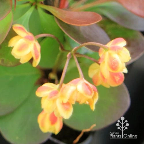 Berberis Little Favourite 2 Berberis Little Favourite - Image 2