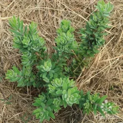 Callistemon Better John -NatureNest Shop apo better john above