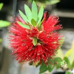 Callistemon Better John -NatureNest Shop apo better john callistemon flower