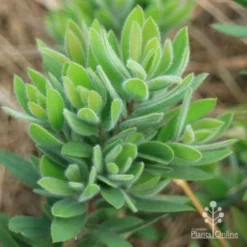 Callistemon Better John -NatureNest Shop apo better john foliage closeup